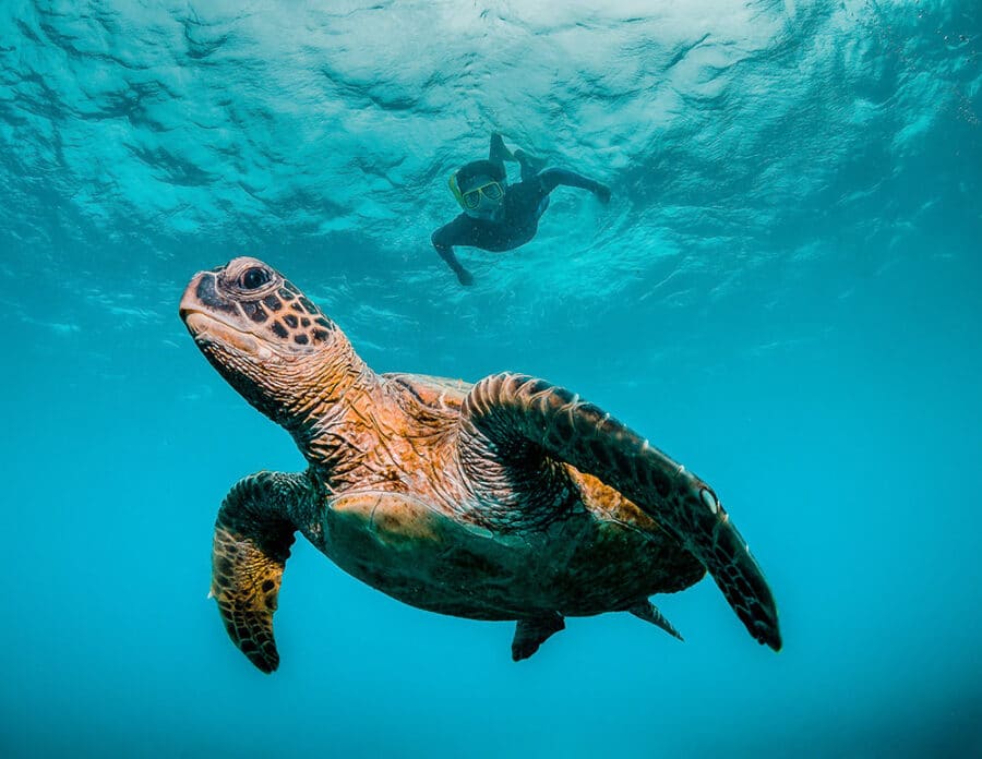 An Insider's Guide To Turtle Beach, Maui - Going Awesome Places